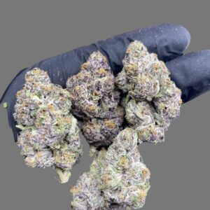 Black Cherry Gelato (Hybrid)