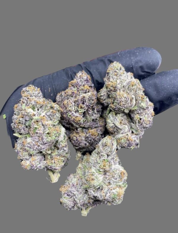 Black Cherry Gelato (Hybrid)