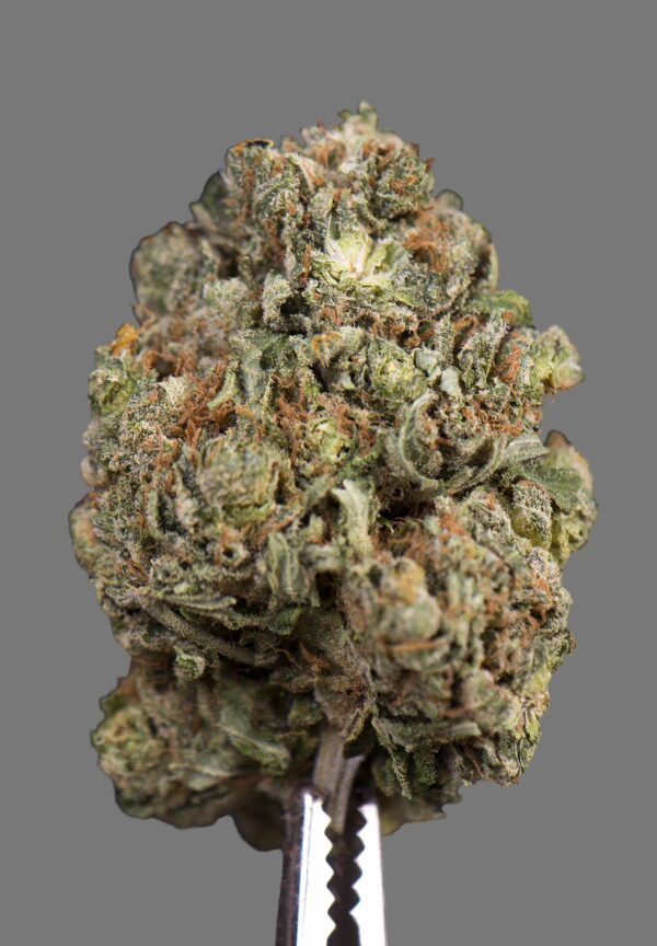 Green Crack (Sativa)
